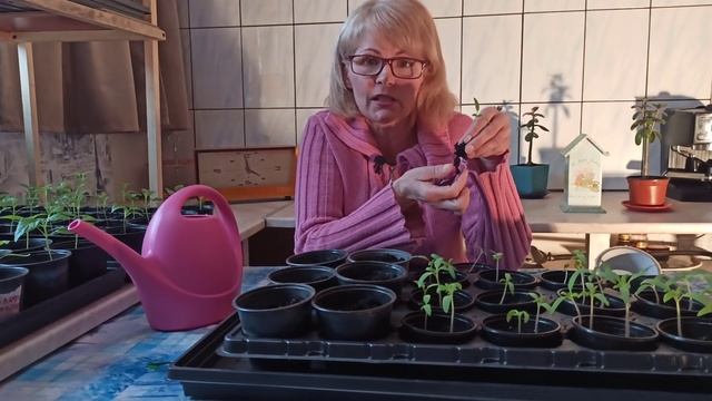 Как правильно пикировать томаты смотреть онлайн