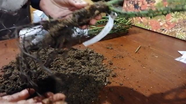 Обзор посылки из питомника "Розы Вдохновения". Краснодар. Хорошее качество! #розывдохновения смотреть онлайн