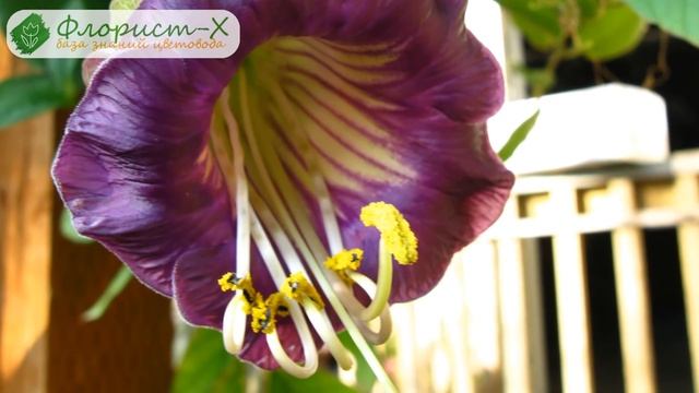 Цветок кобея – выращивание из семян, посадка и уход за кобеей в саду смотреть онлайн