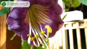 Цветок кобея – выращивание из семян, посадка и уход за кобеей в саду