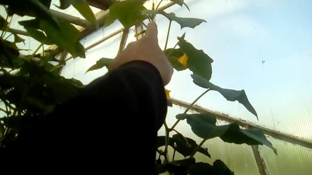 3 месяца плодоношения, часть 12,скоро конец смотреть онлайн