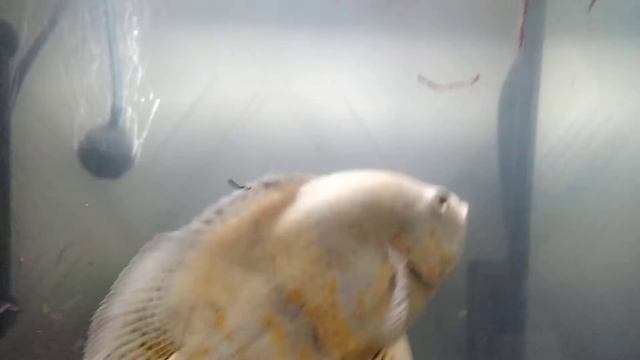 Астронотусы едят как звери!