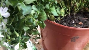 ЛОБЕЛИЯ ВЕГЕТАТИВНАЯ. маточный куст.