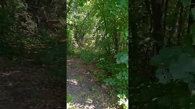 Липовый цвет, полезно с чаем зимой на рыбалке и охоте!