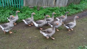 Гуси, гуси? Га-га-га!