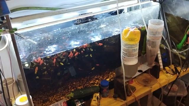 запустил новый аквариум , делаю светильник для него .#aquarium #аквариумистика #subscribe смотреть онлайн