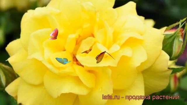 Роза флорибунда Ян Спек (jan spek) ? флорибунда роза Ян Спек обзор: как сажать, саженцы розы Ян Спе смотреть онлайн