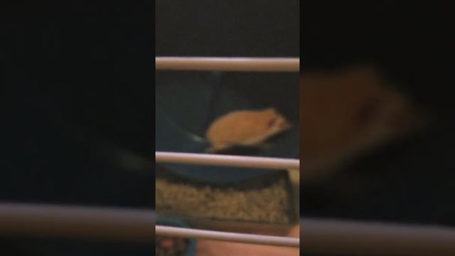 Spike the Hedgehog ? смотреть онлайн