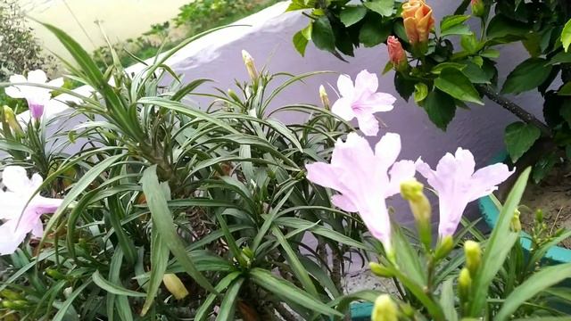 mexican petunia ki jankari dekh bhal kase kre смотреть онлайн