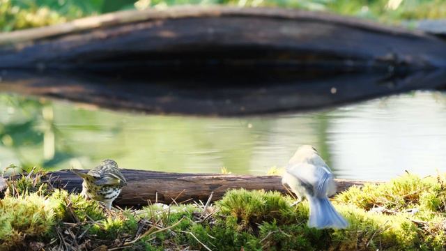 Природа. Живая Природа. Пение Птиц. Птицы