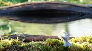 Природа. Живая Природа. Пение Птиц. Птицы