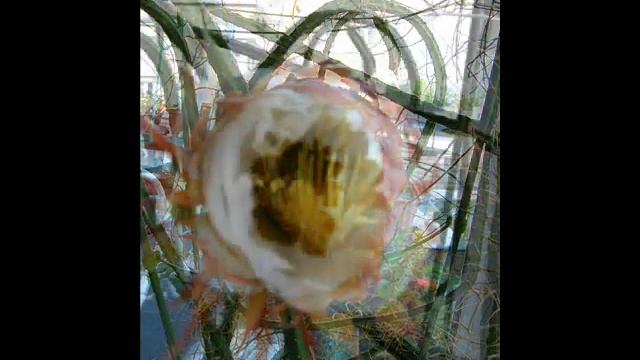 "Царица ночи " в домашних условиях Санкт-Петербурга смотреть онлайн