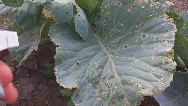 Крестоцветная блошка на капусте. Как легко и просто от неё избавиться. смотреть онлайн