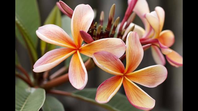 Karunesh The Peace Within (Oriental Wisdom)