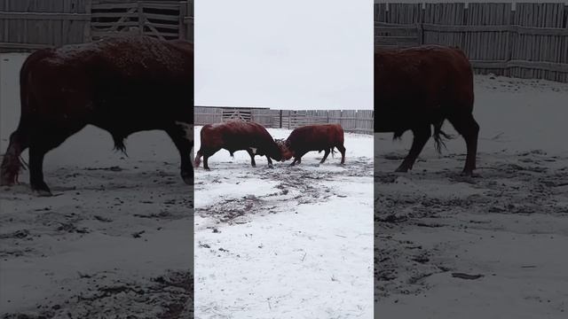 Разборки Калмыцких Быков КФХ «Ойрат» смотреть онлайн