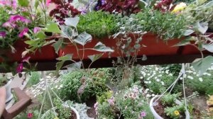 Мои миксы и цветочные композиции. Обзор в июне. Цветочные миксы для кашпо вазонов и балконных ящико