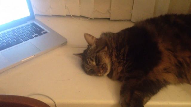 Relax My Cat - Watch this Maine Coon Relax and Fall Asleep to Relax My Cat Music - It Works! смотреть онлайн