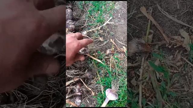 Результат экспериментального участка с 1 сотки посаженой одно зубки чеснока осенью. смотреть онлайн