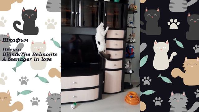 Кот Влашич Шкафыч смотреть онлайн