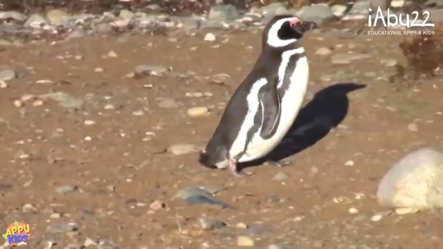 Learn Sea Animals | Ocean Animals For Kids | Animals Puzzle And Real Video Of The Animals #2 [Abuzz