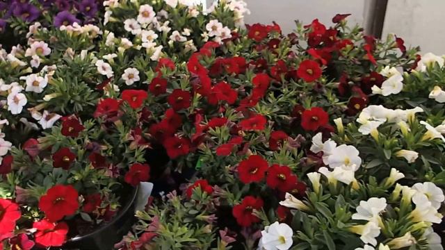 Calibrachoa - Superbells смотреть онлайн