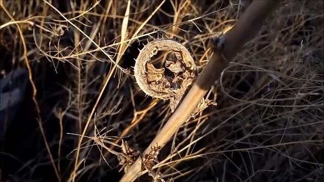 Интересное колючее сухое растение осенью Interesting prickly dry plant in autumn 秋天有趣的多刺干植物 秋の興味深いと смотреть онлайн