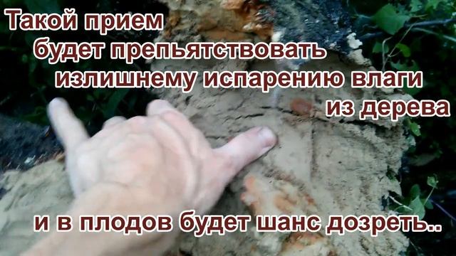 СЛОМАЛОСЬ ДЕРЕВО? — Как спасти недозрелые плоды? / PRO опыт смотреть онлайн