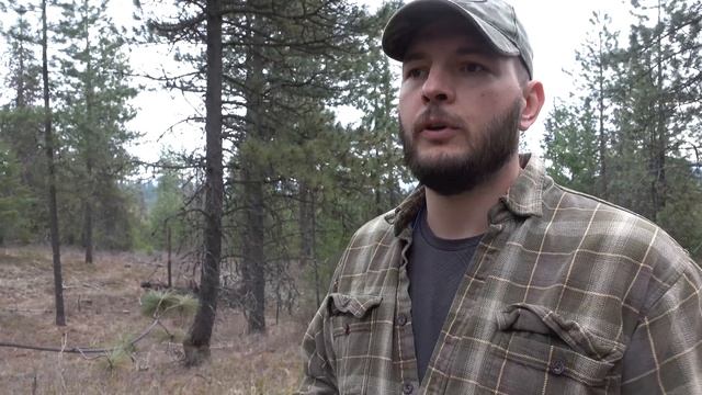 Pine Engraver beetle смотреть онлайн