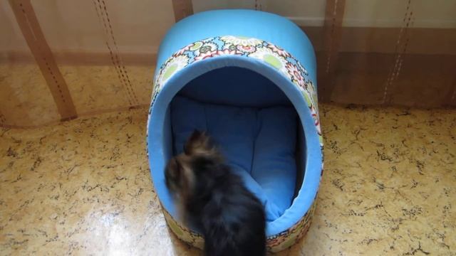 Ищем косточку. Наша чихуахуа. смотреть онлайн