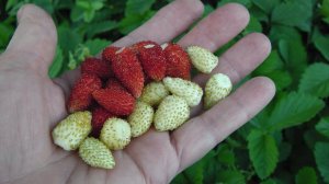 ЗЕМЛЯНИКА  РЕМОНТАНТНАЯ  БЕЗУСАЯ ВЫРАЩЕННАЯ ИЗ СЕМЯН , МОИ ВПЕЧАТЛЕНИЯ И   ВЫВОДЫ