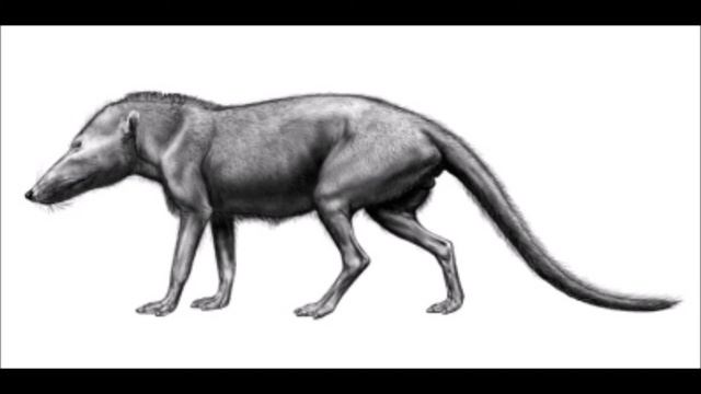 Tribute to pakicetus смотреть онлайн