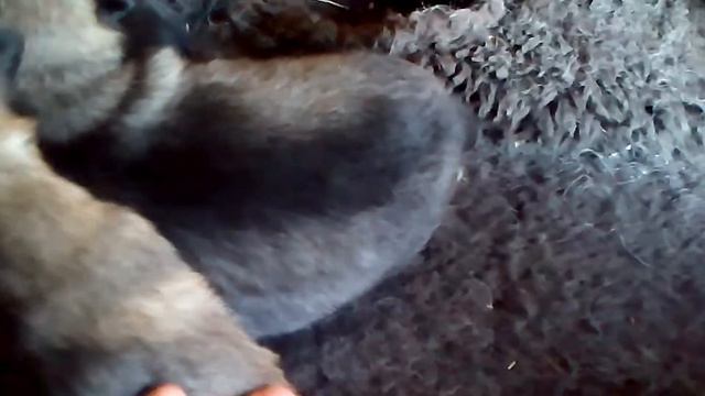 Щенки с волчьей кровью смотреть онлайн