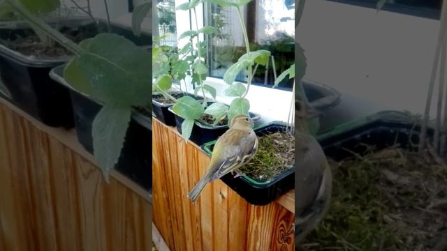 Моя Жозефина. Зяблик европейский. Самка смотреть онлайн