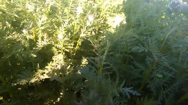 Фацелия. Семена. Медонос .Сидерат. смотреть онлайн