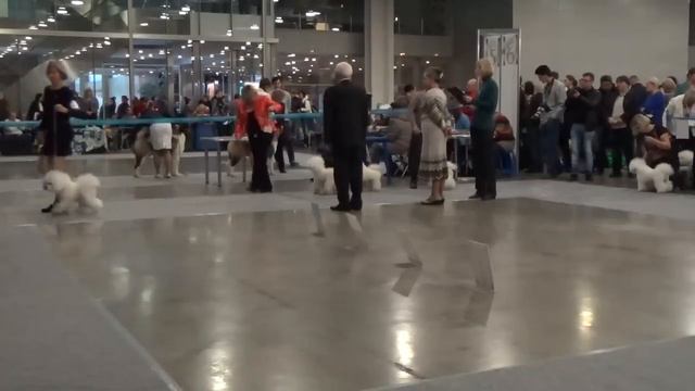 Class Junior Champions +Champions (males) смотреть онлайн