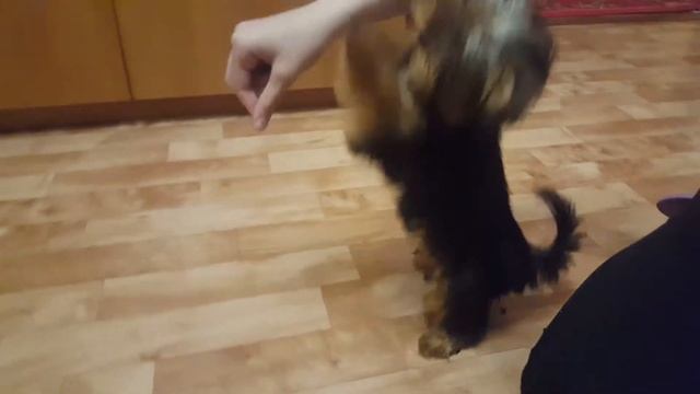 Йоркширский терьер, учим команды смотреть онлайн