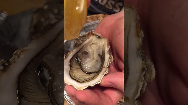 Как есть устрицы, как открыть устрицу + Очень простой способ! + puzach смотреть онлайн