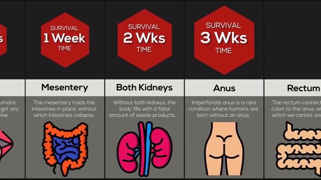 Comparison: Survival Without Organs смотреть онлайн