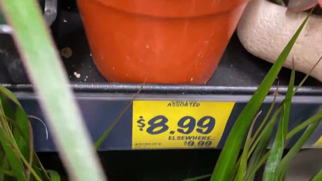 Plant SHOPPING fiddle leaf fig | Snake Plants | Grocery Outlet Bargain Center | Moody Blooms смотреть онлайн