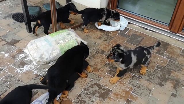 "D" Puppies 6 weeks old - Python WS x Happy Z Lhotecké linie IV. смотреть онлайн