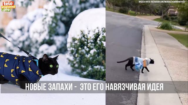 Мерша - волшебная домашняя пантера смотреть онлайн