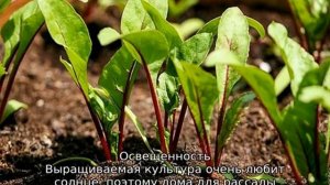 Свекла на рассаду — когда сеять