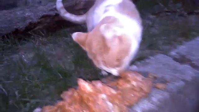 #Подкормила голодного кота Петюню!