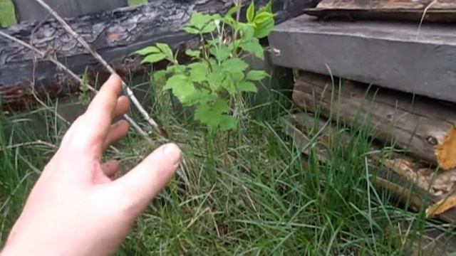 обзор насаждений на даче, сад огород, а так же скосил траву на участке смотреть онлайн