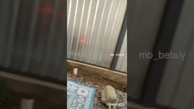 Выхлоп BRABUS косые на W140 S320