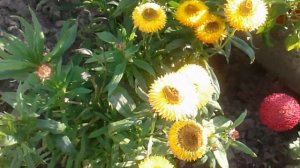 Сухоцветы, как сушить