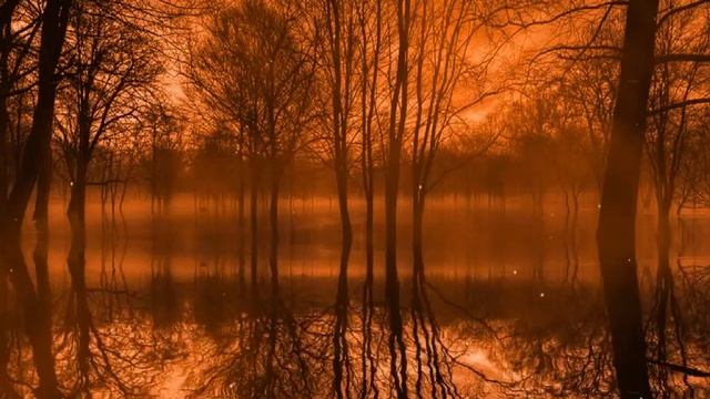 Осенний лес - Autumn forest смотреть онлайн