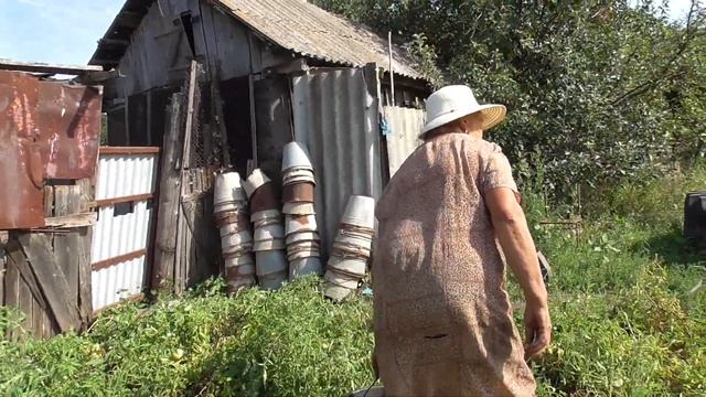 Рвём с бабушкой помидоры на огороде смотреть онлайн