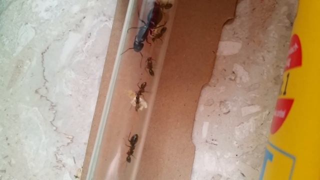 Camponotus herculeanus (древоточцы) - Ярмарка рептилий и КОРМЛЕНИЕ сверчком! смотреть онлайн