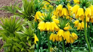 Почему не цветет Рябчик Императорский?!